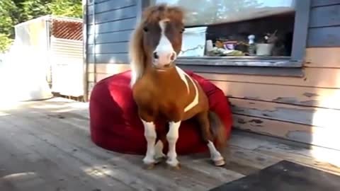 Videos of - HORSES - TRY NOT TO LAUGH