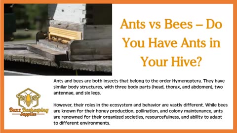 Ants vs Bees – Do You Have Ants in Your Hive?
