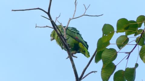 Low Angle View of Green Bird Perched on Tree Branch