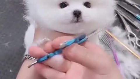Cutest Puppy Gets A Haircut | Animal Shorts | Cute Dog Videos