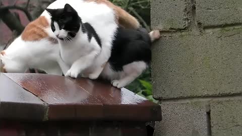 Funny Cat Compilation Video
