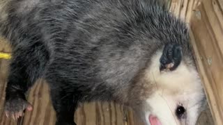 Pup Takes Pop-Tart From Opossum