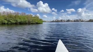 FGCU Water School experts study how mangroves survive hurricanes