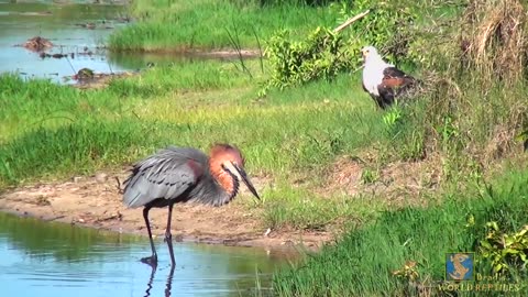 Goliath Heron vs African Fish Eagle