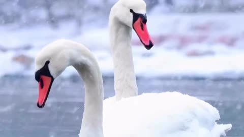 Swan sweeming in winter ❄️ snow