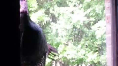 Funny Animals Wild Turkey attempts to get past glass and fails