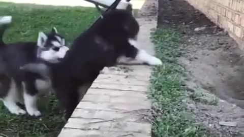 Little Husky Help Your Brother