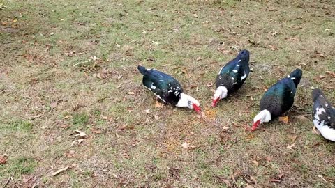 "Muscovy Snack Time"