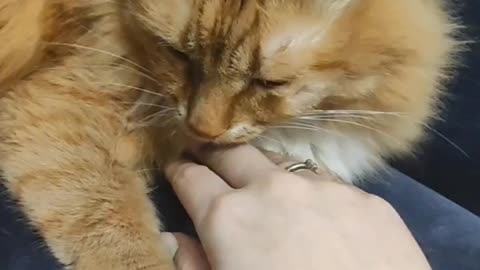 wife plays with our cat