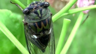 A Cicada Up Close And Personal - Then it Flies Away