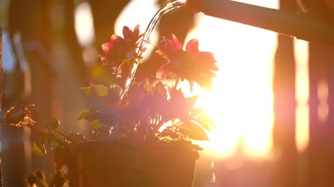 Nurturing Nature: The Art of Watering a Flower Pot