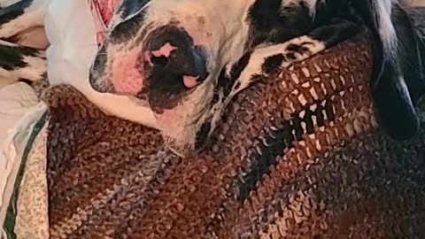 Tired Great Dane