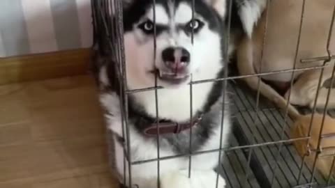 Funny Husky doing Weird stuff