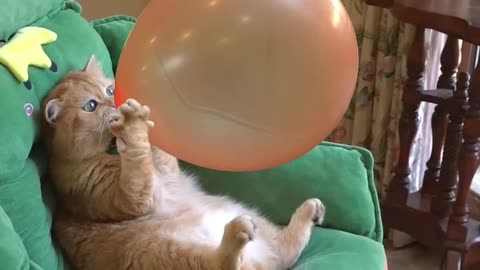 Funny animal video 🤣 balloon vs cat