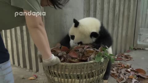 Panda_cubs_and_nanny_Mei’s_war_Ⅱ