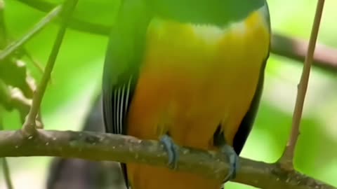 Yellow bellied trogon