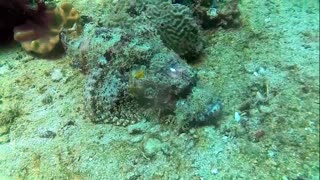 Shocker Video underwater Marinelife conservation