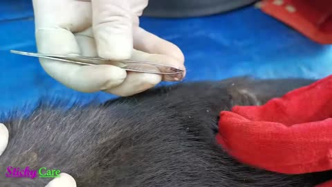 Dog Ticks Removing