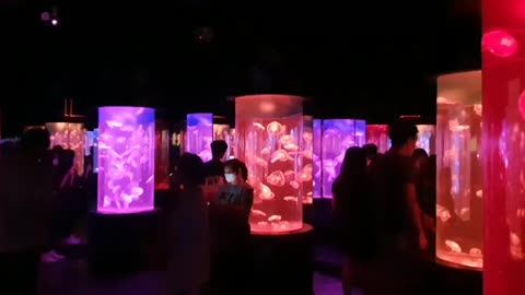 Jellyfish Aquarium