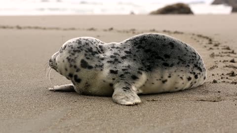 Gray seal