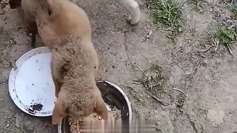A video of an amazing fight between two puppy dogs.