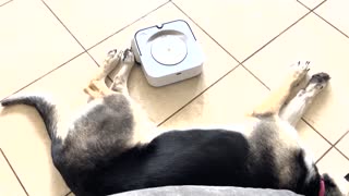 Tired German Shepherd Could Care Less About Robot Vacuum