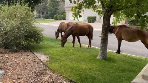 Wild Horses Bring Show Off Their Cute Colts