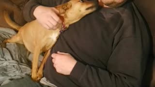 Man serenades his dog, dog simply loves it