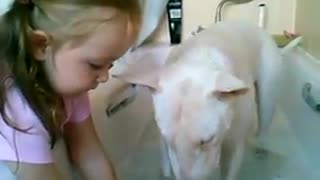 Young Girl Bathes Bull Terrier