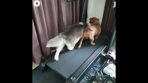 These dogs are getting their steps in on the treadmill!
