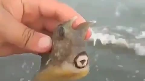 Strange fish was found on the beach