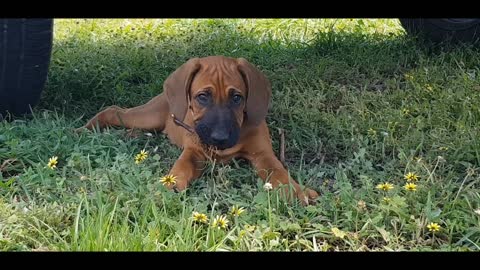 Gorgeous Wrinkly Ridgie Puppy Doing Lazy Play In The Shade