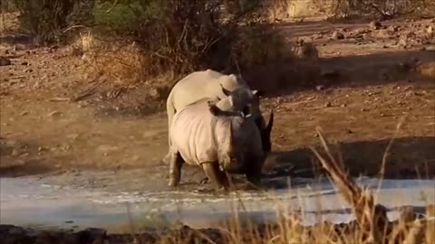 Rinocerontes Lutando Por Território