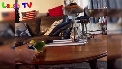 Cute Bird Trick - Funny Parrot and Bird Videos - Funny Parrots Compilation