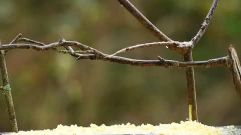 bird-sparrow-branches-chirp-nest