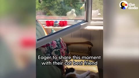 Seagull Shows Off Her Baby Chick To Cat BFF | The Dodo