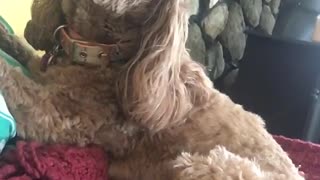 Tan dog howling sitting down on sofa