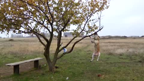 Pit Bull hilariously hangs from tree branch