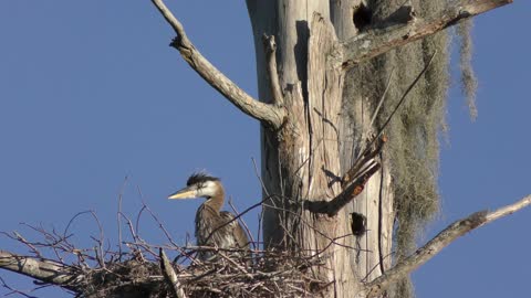 Young great blue heron got scared....