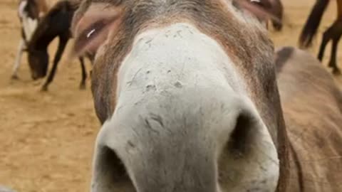 Donkey smiling very funny clip