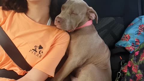 Pup and Person Doze off in Back Seat