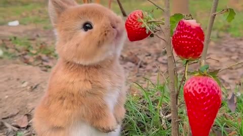 Squirrel eating strawberry