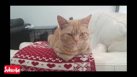Video Of Cat Resting On The Sofa#cat990 #cat #shorts