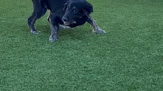 Dog playing with an ice cube