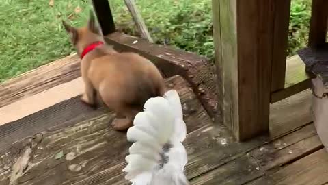 Cockatoo chases Malinois off porch