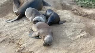 Baby seal lions taking a nap