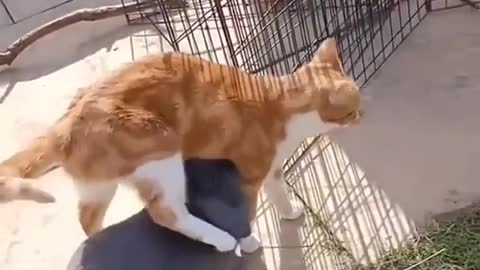 Friendly relationship between the cat and rabbit