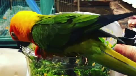 Sam the macaw shows his love for food
