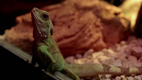 Green Beautiful Iguana looking to camera