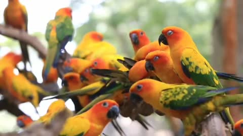Bagunça Total Papagaios do Sol